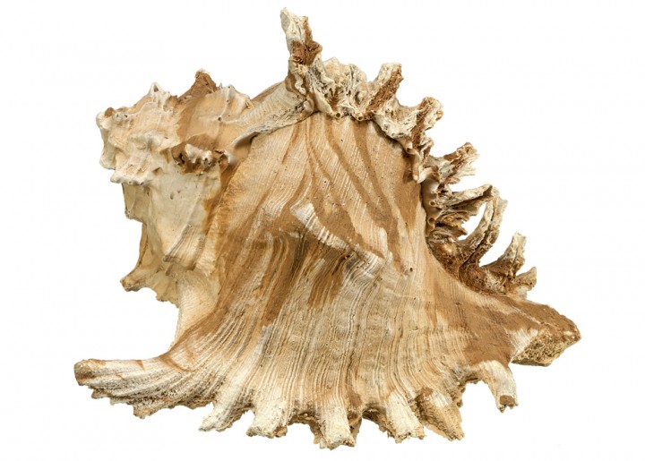 Декор для аквариума Большая Ракушка Seashell Aqua Ornaments Nobby