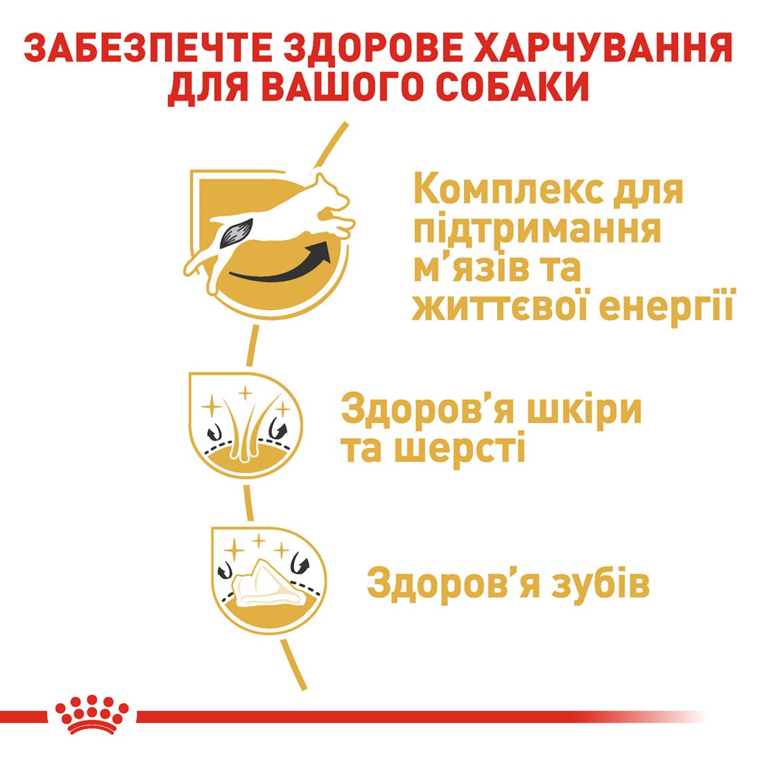 Сухой корм для собак породы Джек Рассел Терьер в возрасте от 10 месяцев Royal Canin Jack Russell Terrier Adult Сухой корм для собак породы Джек Рассел Терьер в возрасте от 10 месяцев Royal Canin Jack Russell Terrier Adult
