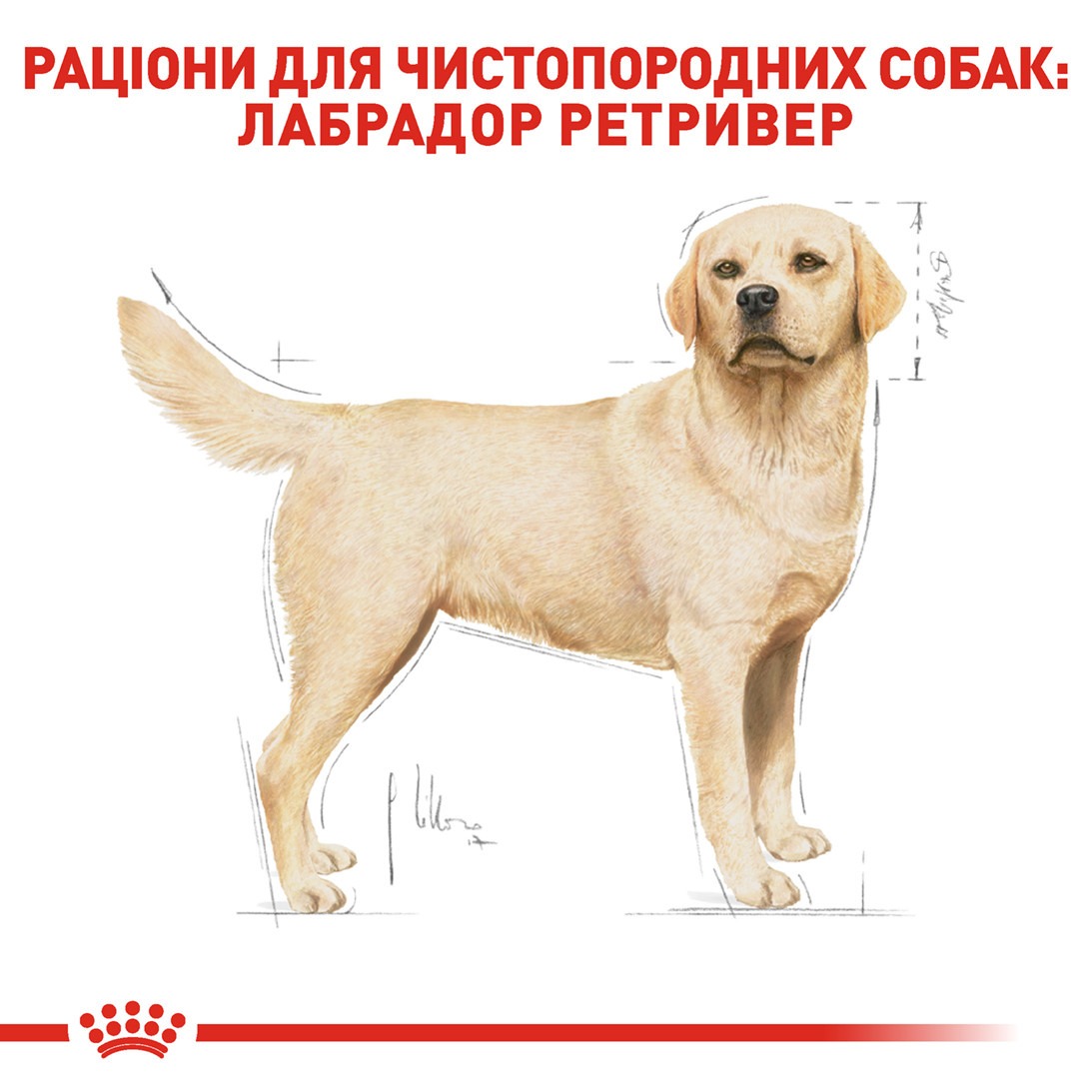 Сухий корм для собак породи Лабрадор старше 15 місяців Royal Canin Labrador Retriever Adult