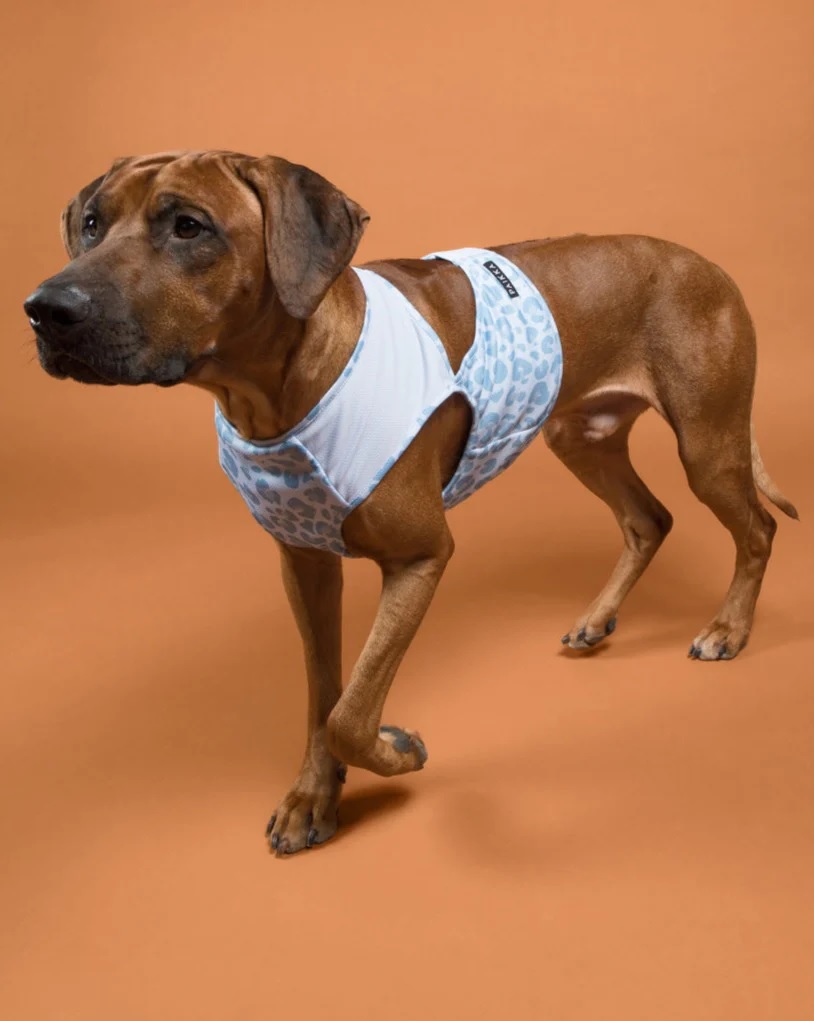 Охолоджуючий жилет для собак PAIKKA Cool Vest Snow Leo