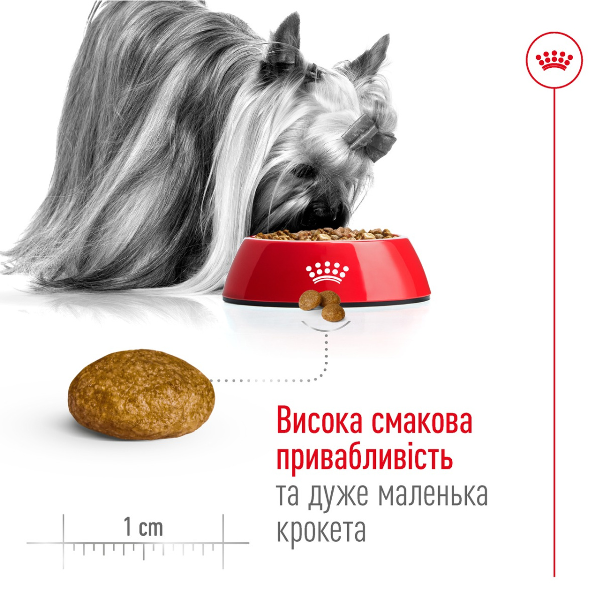 Сухий корм для літніх собак мініатюрних порід віком від 8 років Royal Canin X-Small Adult 8+