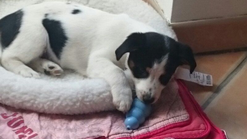 Игрушка для щенков Конг Развивающий для лакомств KONG Puppy Ball