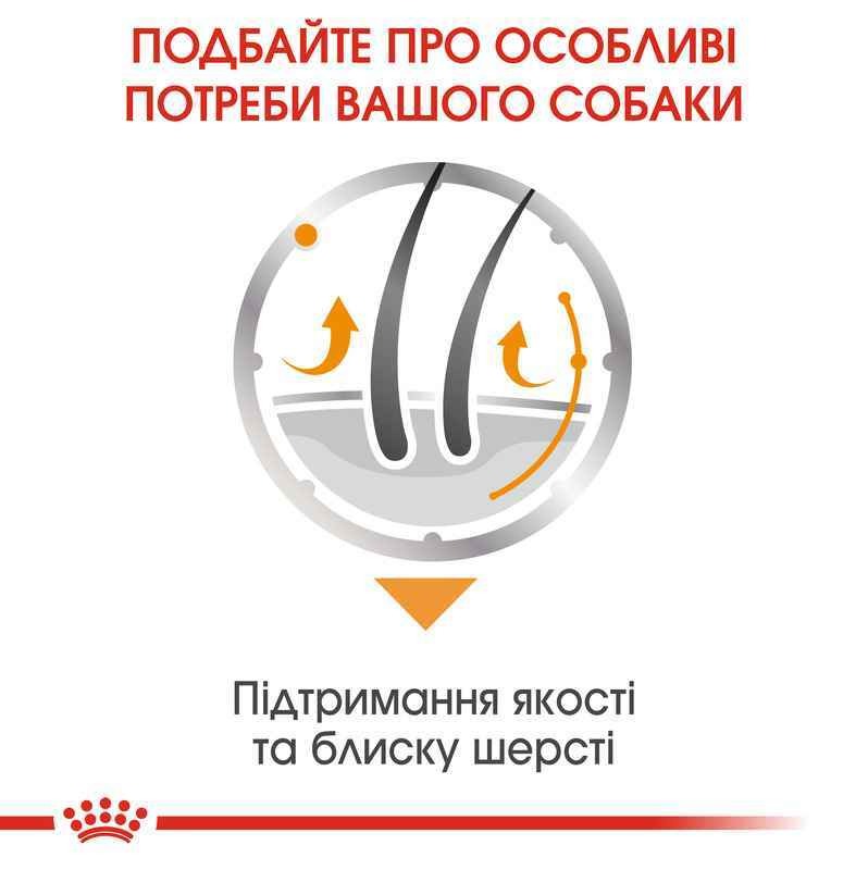 Влажный корм для взрослых собак с тусклой и жесткой шерстью Royal Canin Coat Care
