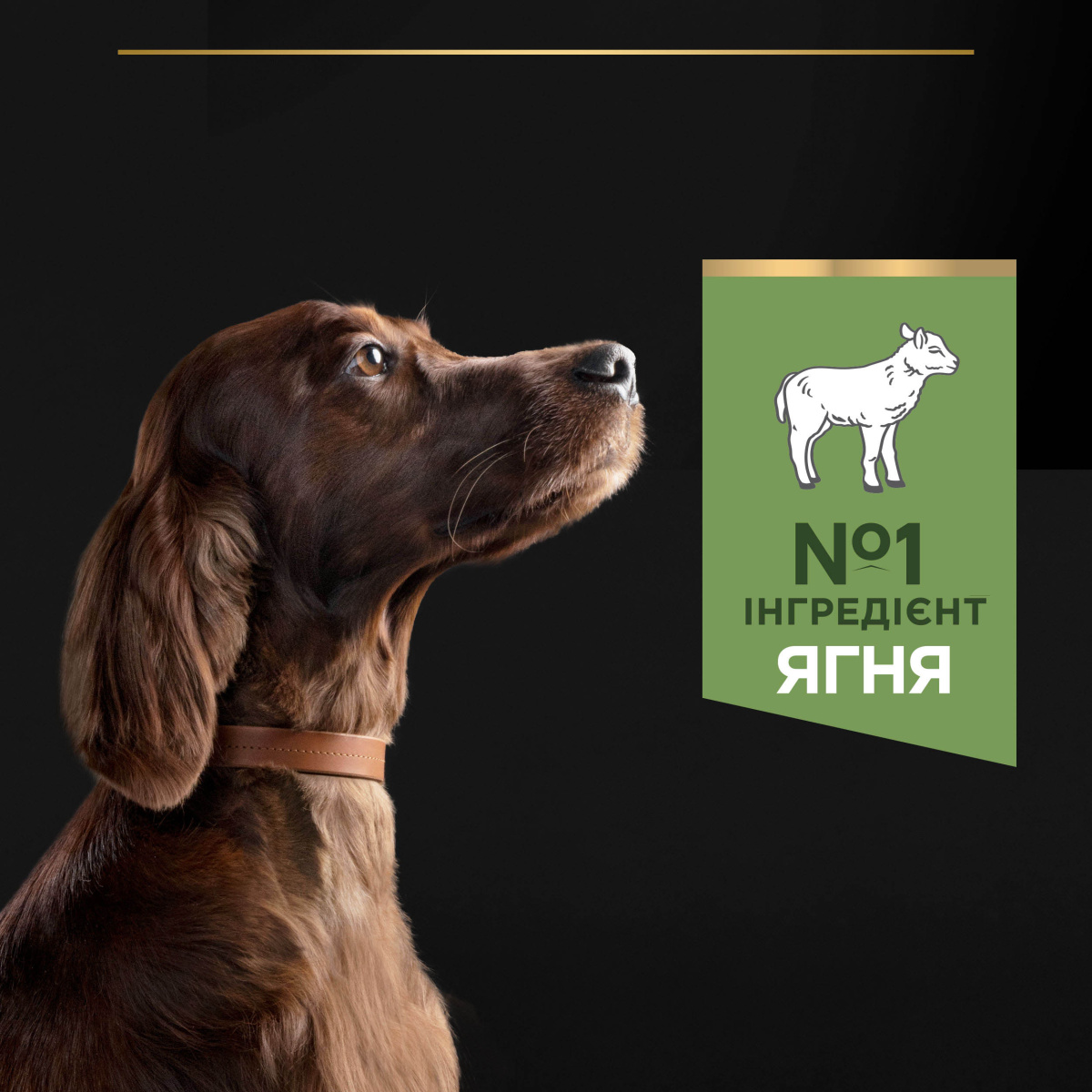 Сухий корм для атлетичних собак з чутливим травленням з Ягням Purina Pro Plan Large Athletic Adult 2+ Sensitive Digestion Lamb