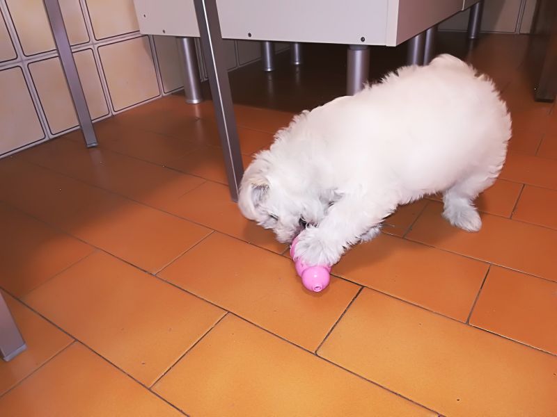 Игрушка для щенков Конг Развивающий для лакомств KONG Puppy Ball