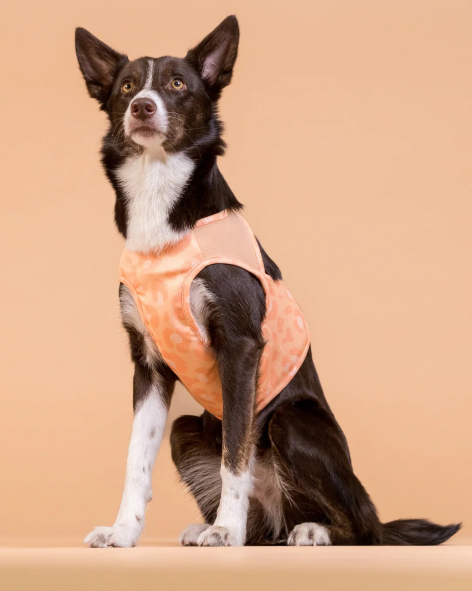 Охолоджуючий жилет для собак PAIKKA Cool Vest Peach