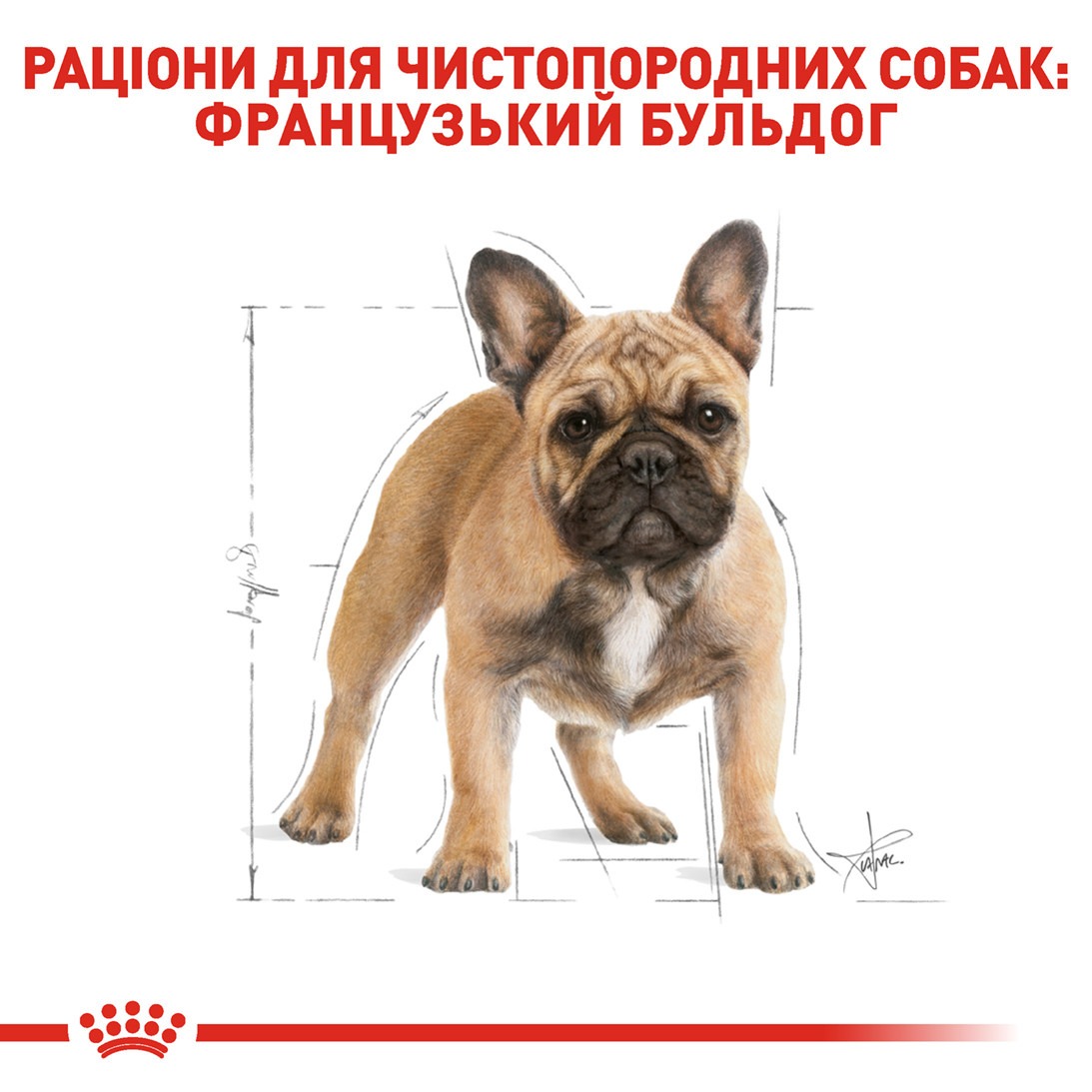 Сухой корм для собак породы Французский бульдог от 12 месяцев Royal Canin French Bulldog Adult