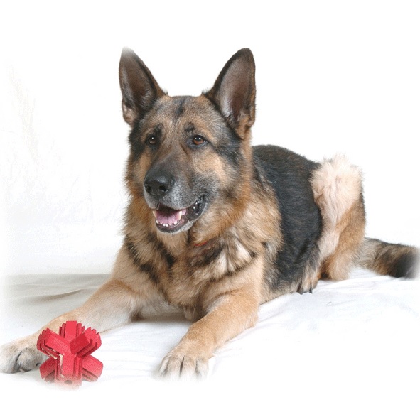 Игрушка для собак Палочка Звезда для лакомств и очищения зубов KONG Jump'N Jack