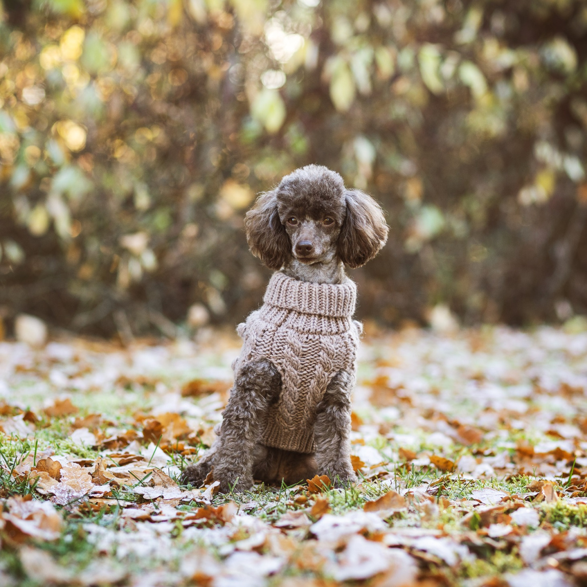 Вязаный свитер ручной работы из овечьей шерсти для собак PAIKKA Handmade Knit Sweater Taupe