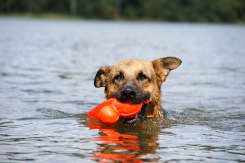 Игрушка для собак Плавающая Вубба KONG Wubba Wet