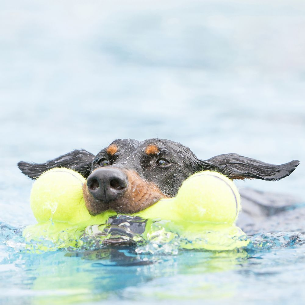 Іграшка для собак Кісточка Дбайливий догляд за зубами AirDog Squeaker Bone KONG