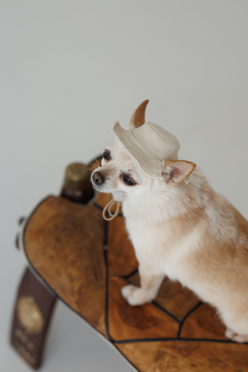 Панама для собак Голд Pet Fashion Dog Sun Hat Gold
