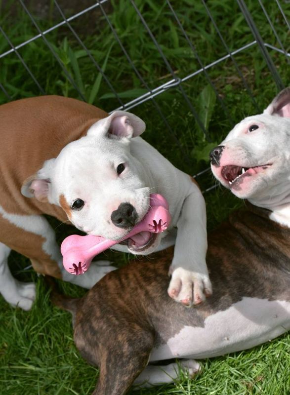 Игрушка для щенков Косточка для лакомств KONG Puppy Goodie Bone