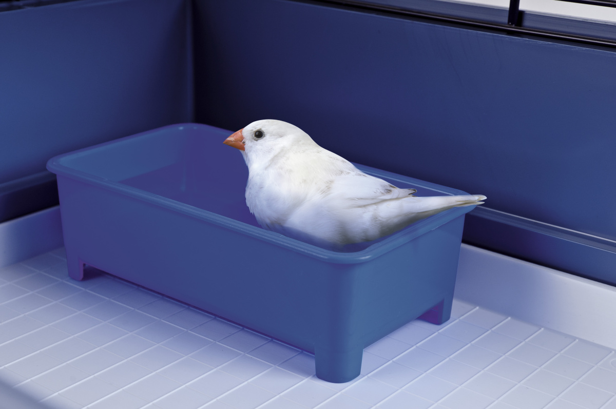 Відкрита купалка для маленьких птахів Imac Interno