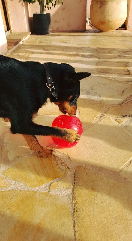 Іграшка для собак Інтерактивний М'яч у м'ячі з пищалкою KONG Jumbler Ball