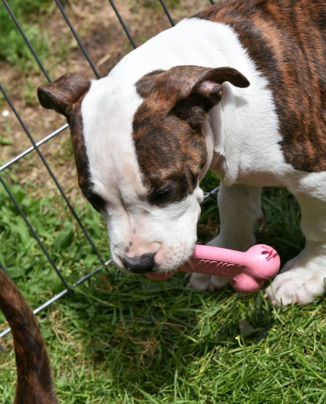 Іграшка для цуценят Кісточка для ласощів KONG Puppy Goodie Bone Іграшка для цуценят Кісточка для ласощів KONG Puppy Goodie Bone