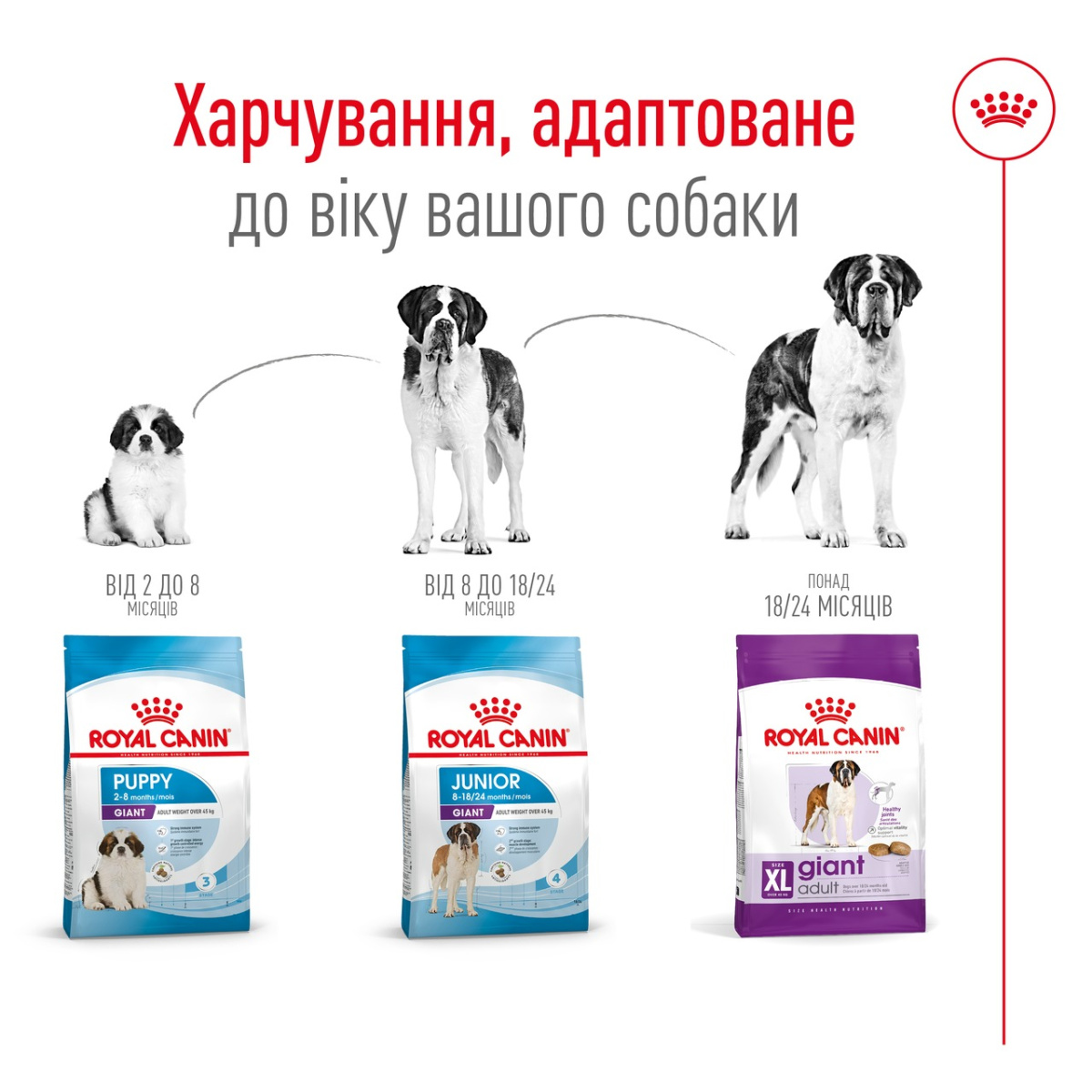 Сухий корм для собак гігантських порід віком від 24 місяців Royal Canin Giant Adult