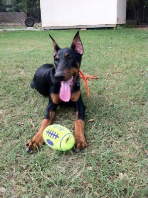 Іграшка для собак М'яч Регбі Дбайливий догляд за зубами KONG AirDog Squeaker Football