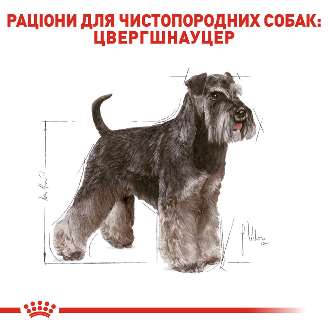 Сухой корм для собак породы Миниатюрный Шнауцер старше 10 месяцев Royal Canin Miniature Schnauzer Adult