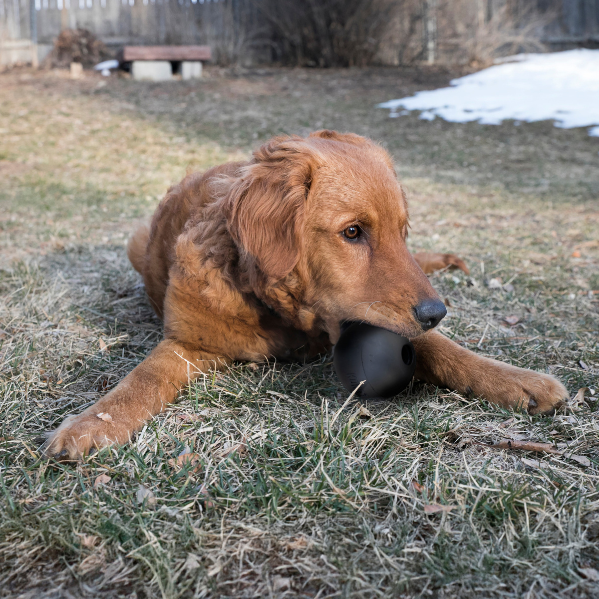 Игрушка для собак Сверхпрочный Мяч для лакомств KONG Extreme Ball