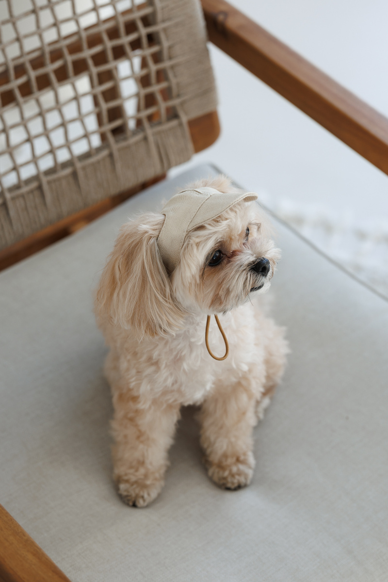 Кепка для собак Гламур Pet Fashion Dog Cap Glamor