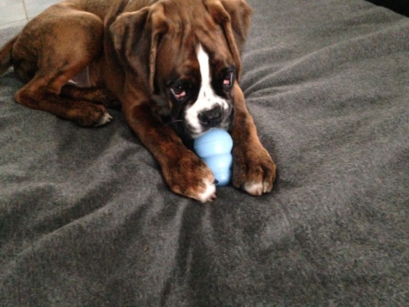 Игрушка для щенков Конг Развивающий для лакомств KONG Puppy Ball