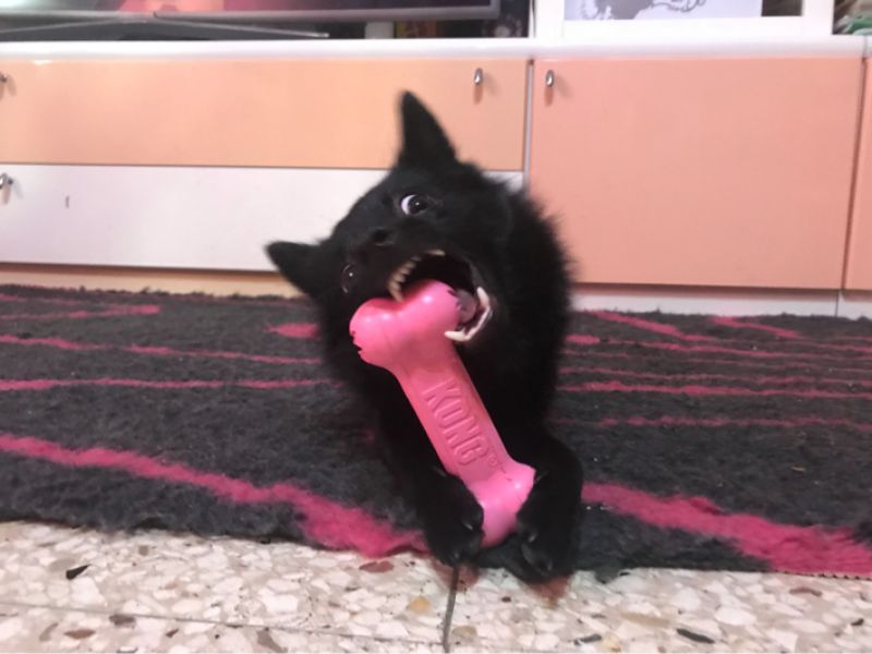 Іграшка для цуценят Кісточка для ласощів KONG Puppy Goodie Bone