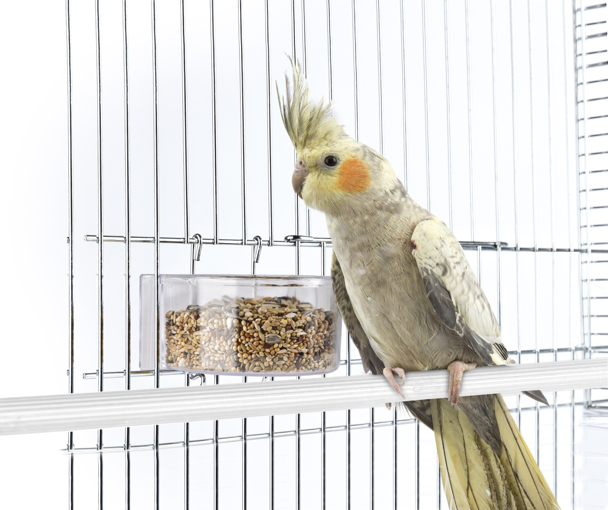 Открытая пластиковая кормушка для птиц Imac Parrot