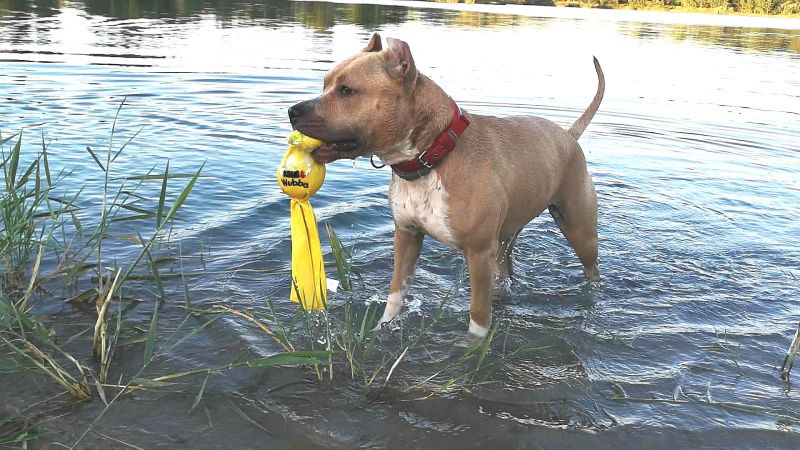 Игрушка для собак Плавающая Вубба KONG Wubba Wet