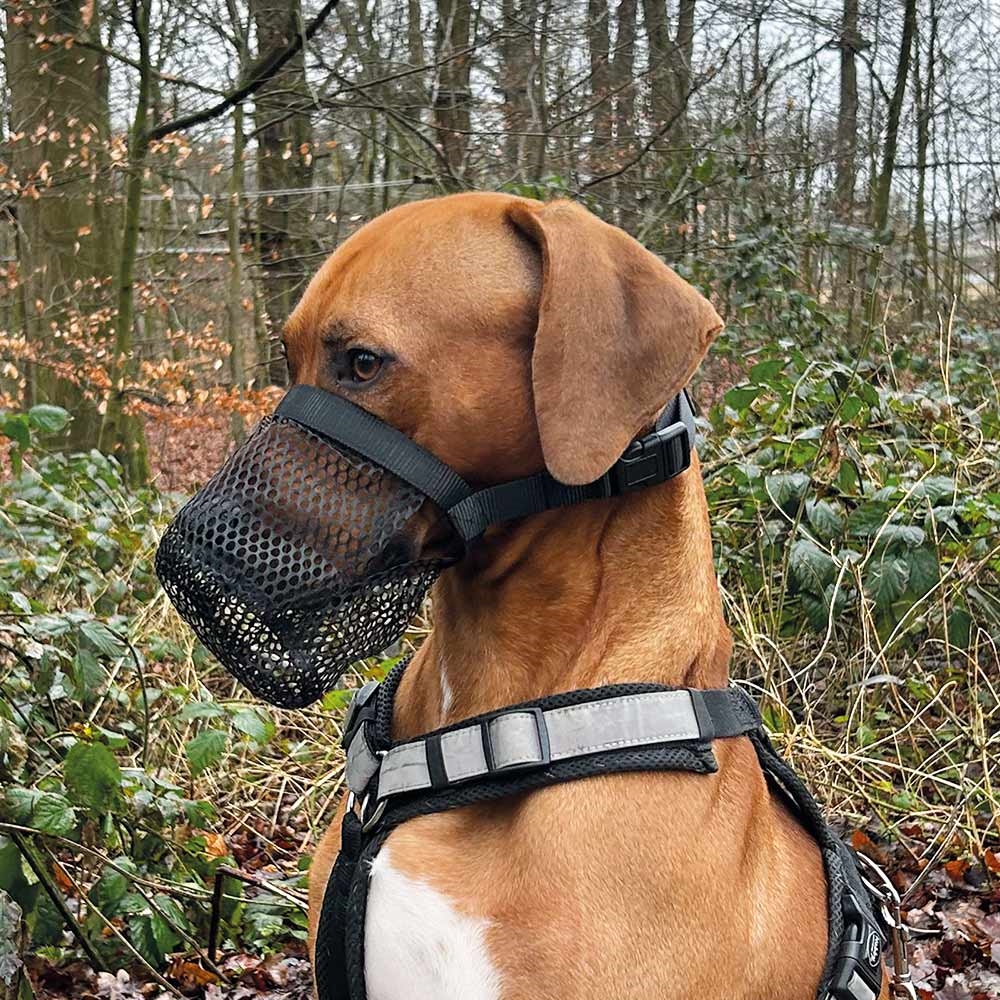 Сітчастий намордник для собак схильних до підбирання на вулиці Poison Protection Muzzle Nobby