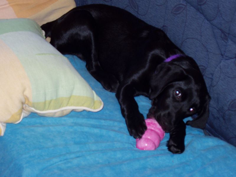 Игрушка для щенков Конг Развивающий для лакомств KONG Puppy Ball