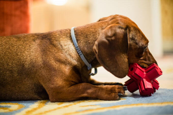 Игрушка для собак Палочка Звезда для лакомств и очищения зубов KONG Jump'N Jack