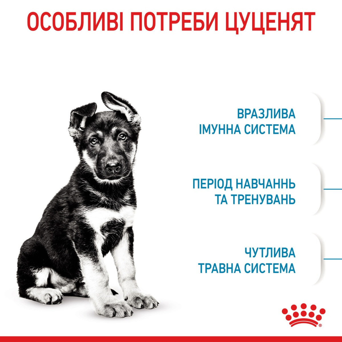 Сухой корм для щенков крупных пород в возрасте от 2 до 15 месяцев Royal Canin Maxi Puppy