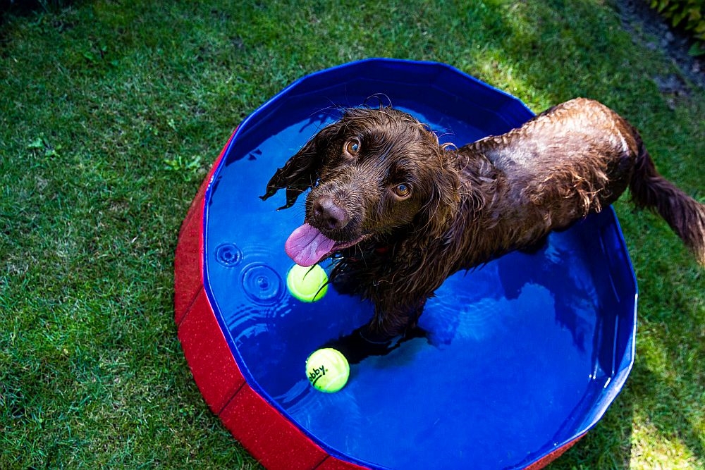 Складаний басейн з клапаном для зливу води для собак Dog Pool Folding Nobby