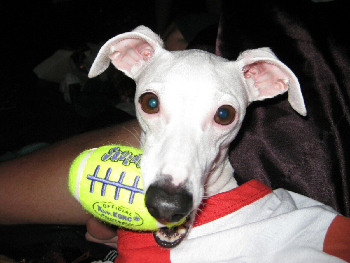 Іграшка для собак М'яч Регбі Дбайливий догляд за зубами KONG AirDog Squeaker Football