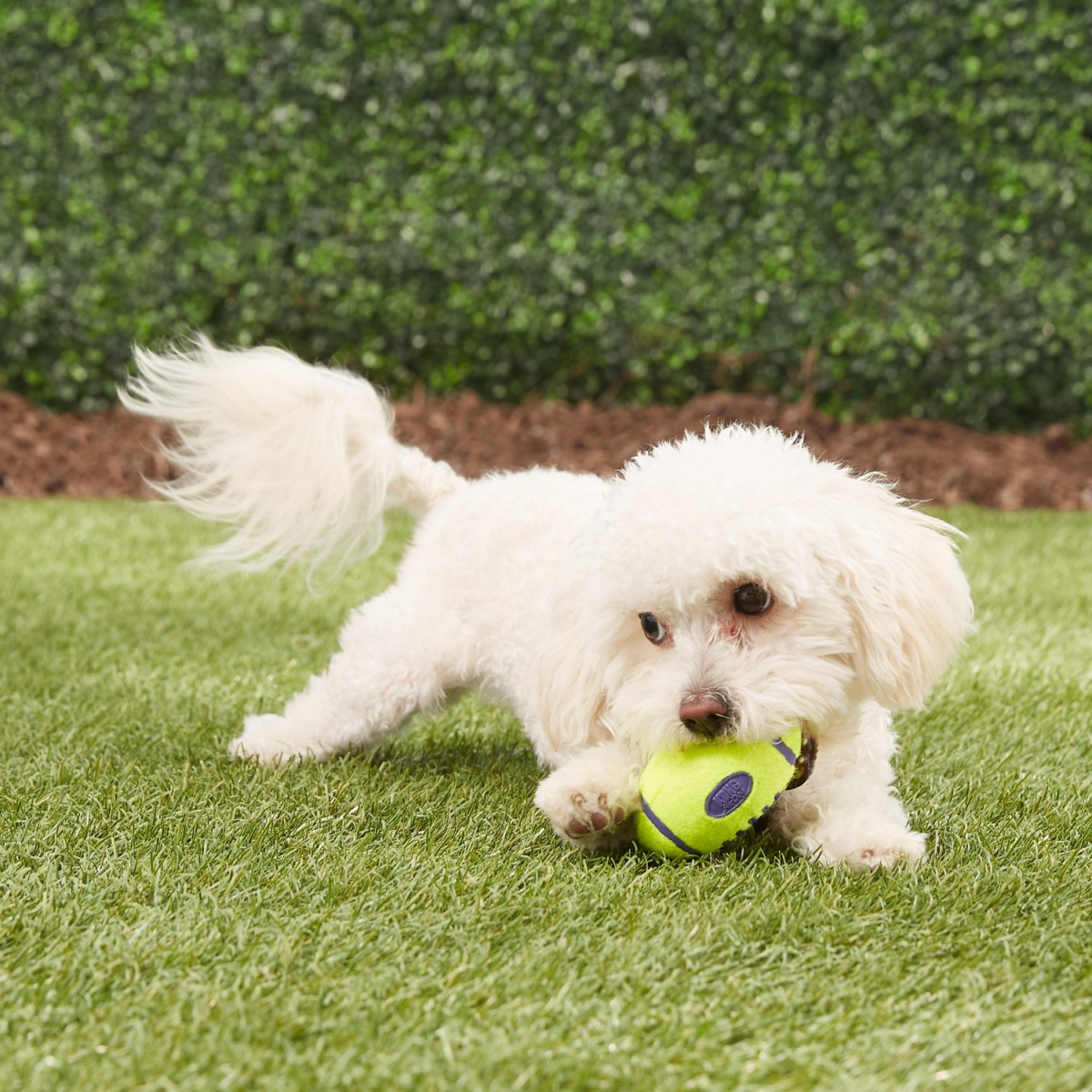 Іграшка для собак М'яч Регбі Дбайливий догляд за зубами KONG AirDog Squeaker Football