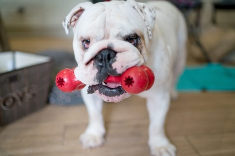 Игрушка для собак Косточка для лакомств KONG Classic Goodie Bone