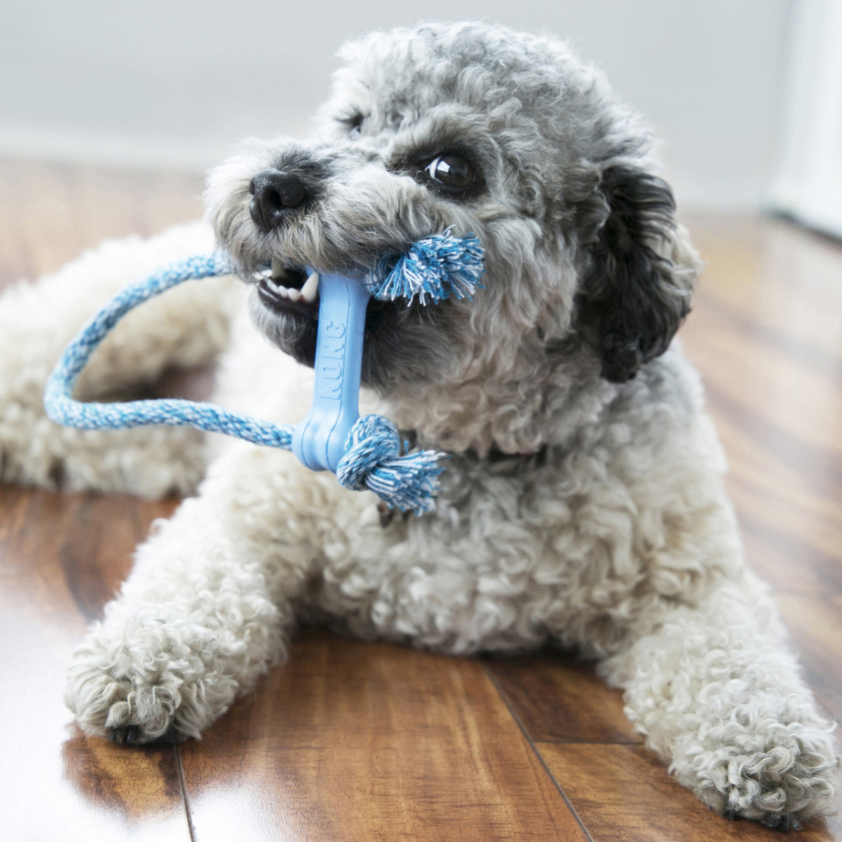 KONG Puppy Goodie Bone W/Rope Blue Жевательная игрушка для щенков Голубая Косточка с канатом
