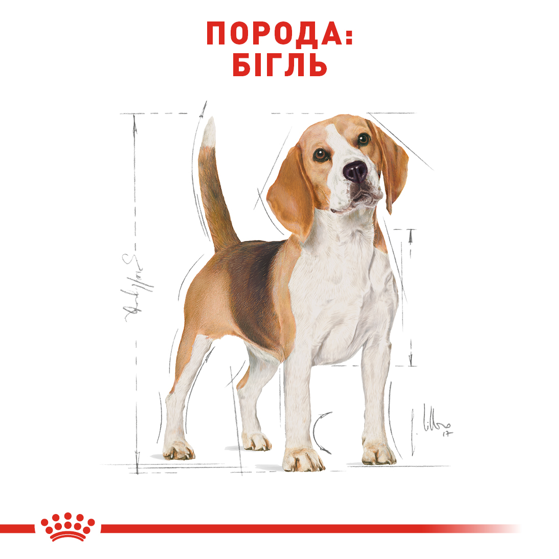 Сухой корм для собак породы Бигль в возрасте от 12 месяцев Royal Canin Beagle Adult