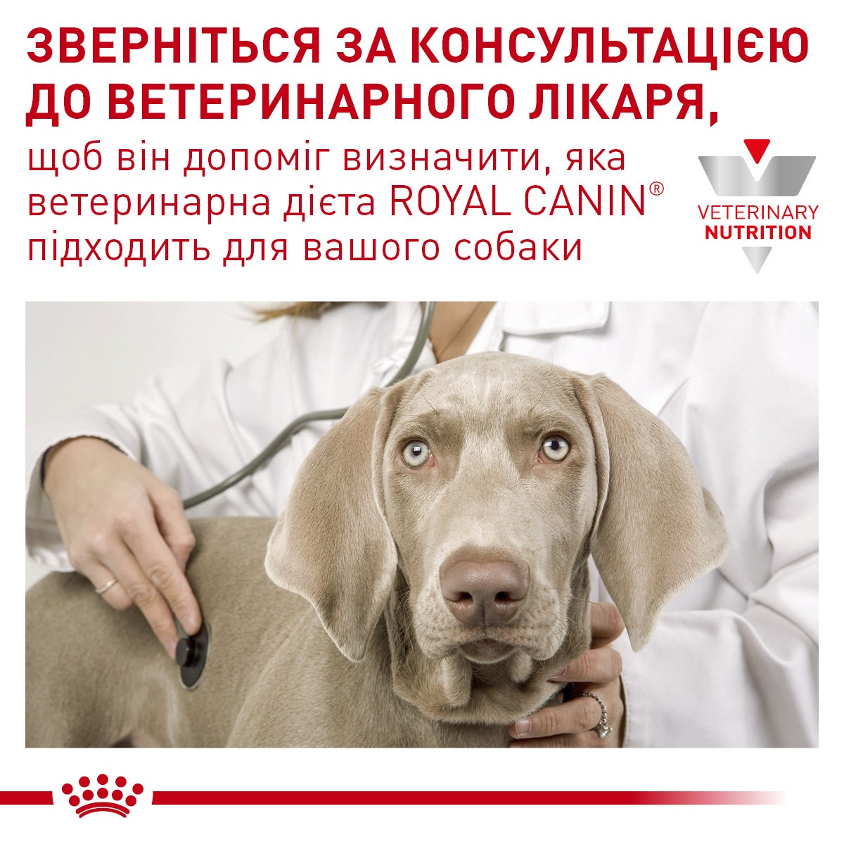Сухий лікувальний корм для собак маленьких порід при харчовій алергії Royal Canin Veterinary Anallergenic Small Dogs