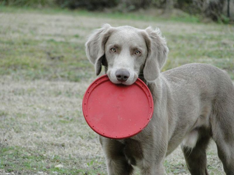 Игрушка для собак Конг Летающий диск Фрисби KONG Flyer