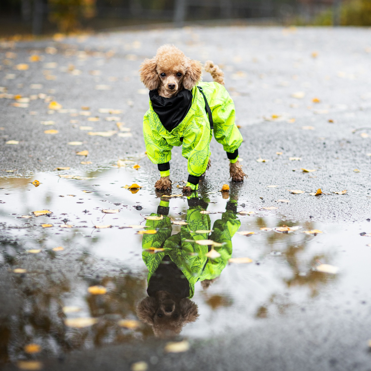 Водонепроникний костюм зі світловідбиваючим візерунком для собак PAIKKA Rain Suit