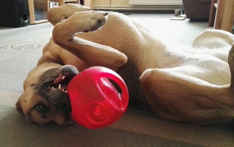 Игрушка для собак Интерактивный Мяч в мяче с пищалкой KONG Jumbler Ball Игрушка для собак Интерактивный Мяч в мяче с пищалкой KONG Jumbler Ball
