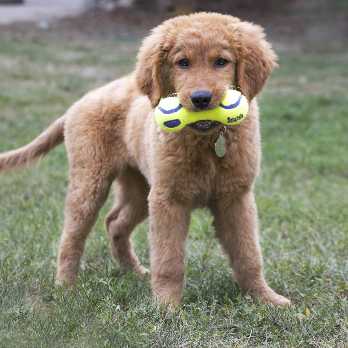 KONG AirDog Squeaker Dumbbell Игрушка для собак с чувствительными зубами Гантель
