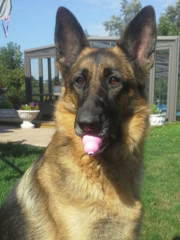 Игрушка для щенков Конг Развивающий для лакомств KONG Puppy Ball