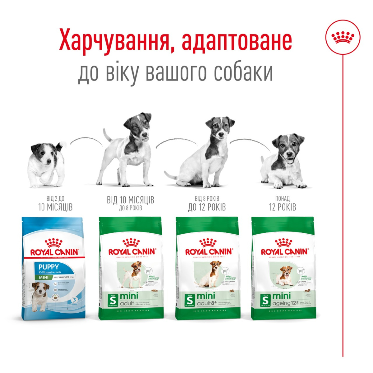 Сухий корм для літніх собак маленьких порід віком від 12 років Royal Canin Mini Ageing 12+ 