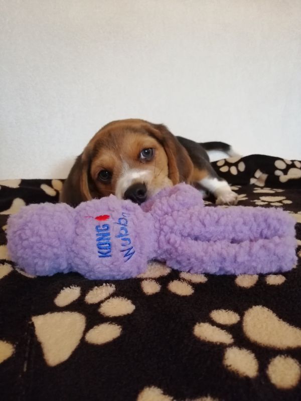 Игрушка для собак Бесшумные Животные Вубба KONG Wubba Snugga Игрушка для собак Бесшумные Животные Вубба KONG Wubba Snugga
