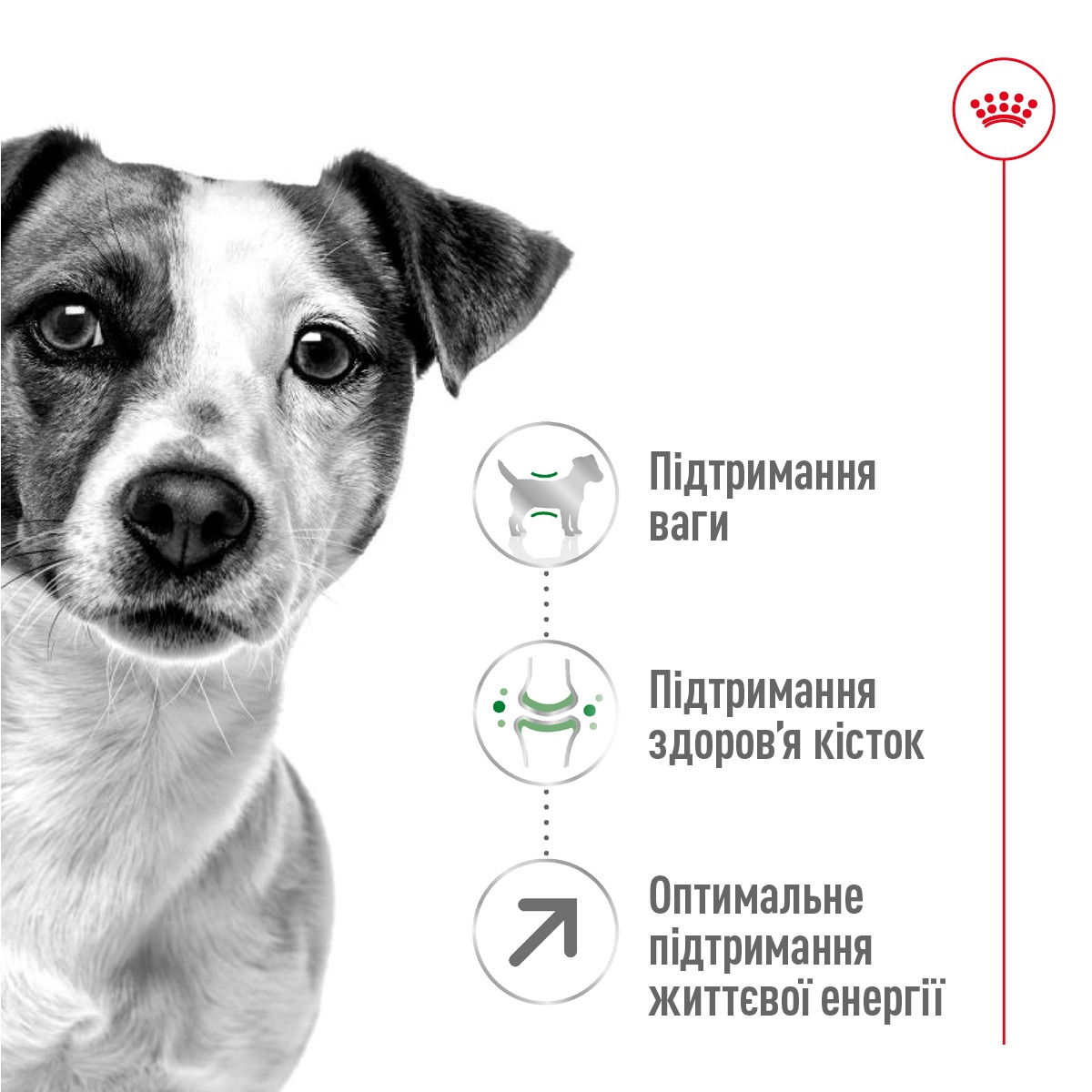 Сухой корм для пожилых собак маленьких пород в возрасте от 8 лет Royal Canin Mini Adult 8+
