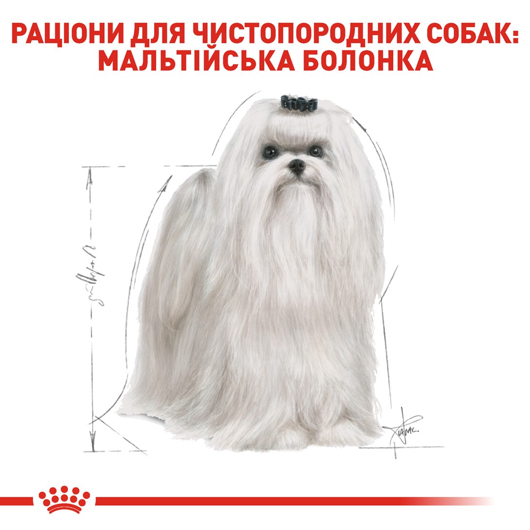 Сухой корм для собак породы Мальтийская Болонка после 10 месяцев Royal Canin Maltese Adult 