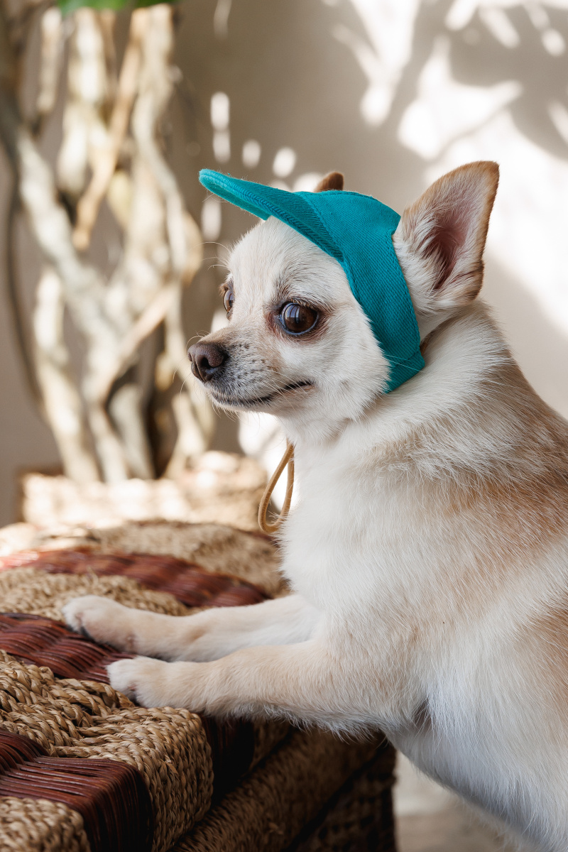 Кепка для собак Топаз Pet Fashion Dog Cap Topaz